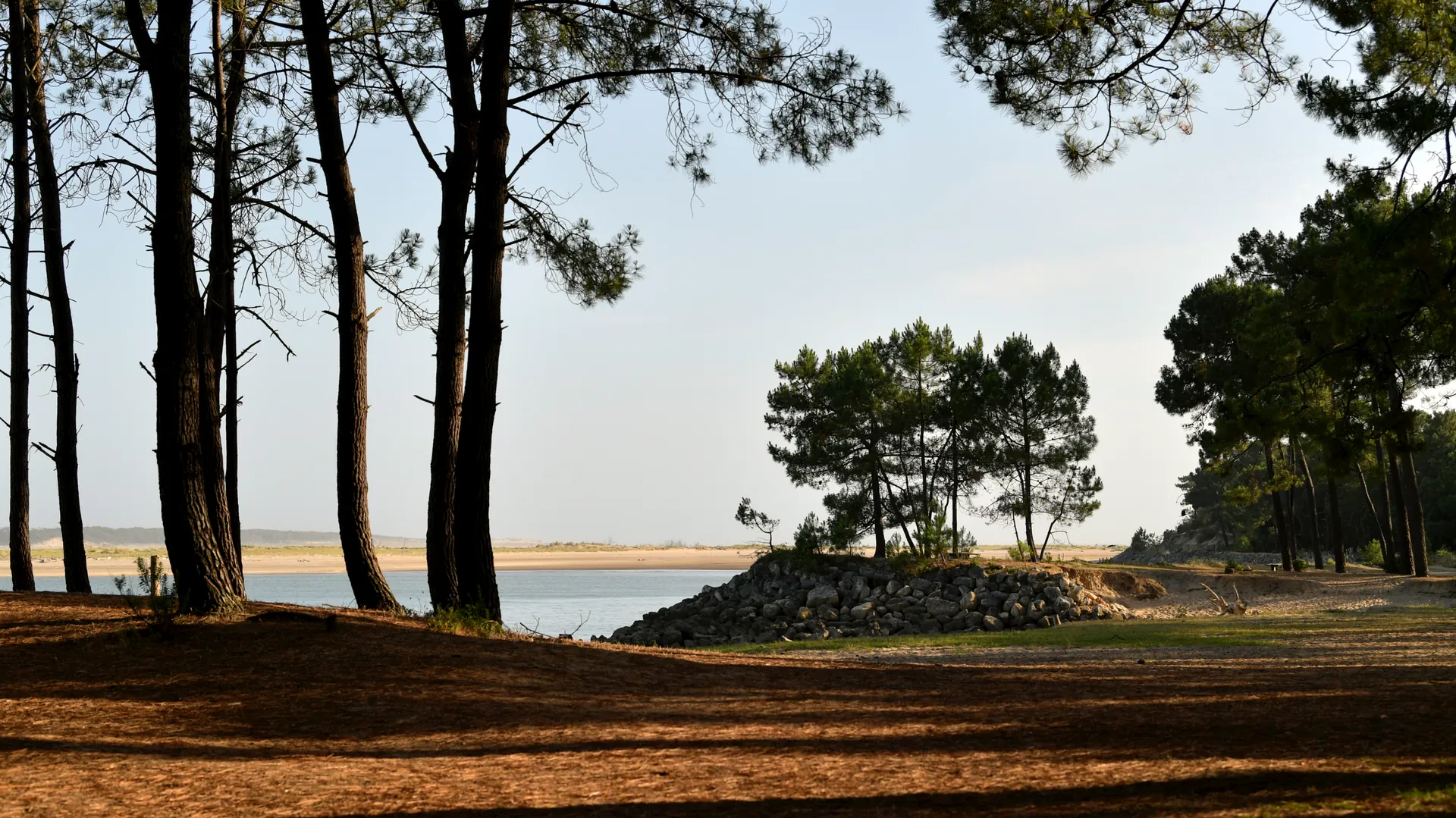 CalmRio — Forêt de pins en bord de mer, île d'Oléron
